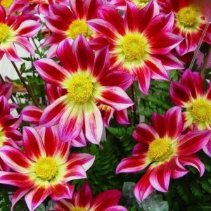 Dahlia Seeds Mix - 40 Count Pollinator Friendly Heirloom Flower Seeds for Garden - Image 16