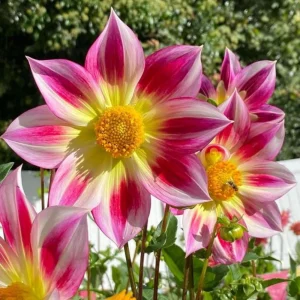 Dahlia Seeds Mix - 40 Count Pollinator Friendly Heirloom Flower Seeds for Garden - Image 17