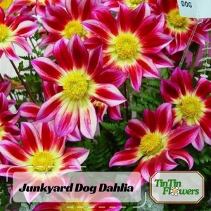 Dahlia Seeds Mix - 40 Count Pollinator Friendly Heirloom Flower Seeds for Garden - Image 2