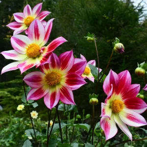 Dahlia Seeds Mix - 40 Count Pollinator Friendly Heirloom Flower Seeds for Garden - Image 3
