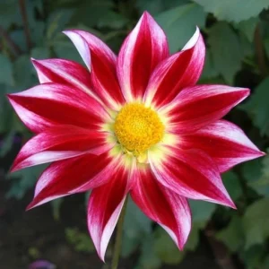 Dahlia Seeds Mix - 40 Count Pollinator Friendly Heirloom Flower Seeds for Garden - Image 5