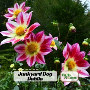 Dahlia Seeds Mix - 40 Count Pollinator Friendly Heirloom Flower Seeds for Garden - Image 1