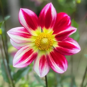 Dahlia Seeds Mix - 40 Count Pollinator Friendly Heirloom Flower Seeds for Garden - Image 6