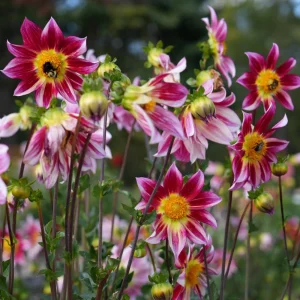 Dahlia Seeds Mix - 40 Count Pollinator Friendly Heirloom Flower Seeds for Garden - Image 8