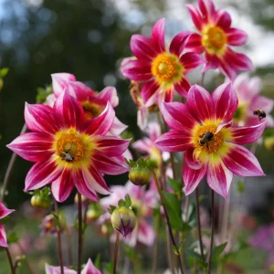 Dahlia Seeds Mix - 40 Count Pollinator Friendly Heirloom Flower Seeds for Garden - Image 9