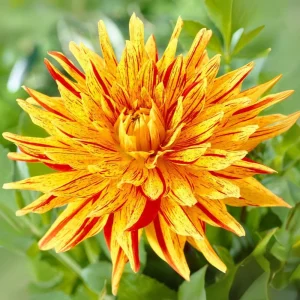 Dahlia Seeds Mix - 40+ Heirloom Flower Seeds, Pollinator Friendly, Open Pollinated - Image 10