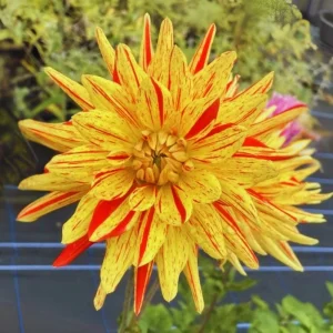 Dahlia Seeds Mix - 40+ Heirloom Flower Seeds, Pollinator Friendly, Open Pollinated - Image 11