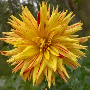 Dahlia Seeds Mix - 40+ Heirloom Flower Seeds, Pollinator Friendly, Open Pollinated - Image 12