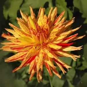 Dahlia Seeds Mix - 40+ Heirloom Flower Seeds, Pollinator Friendly, Open Pollinated - Image 13