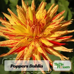 Dahlia Seeds Mix - 40+ Heirloom Flower Seeds, Pollinator Friendly, Open Pollinated - Image 2