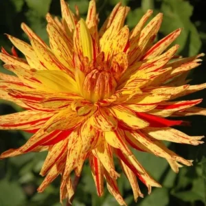 Dahlia Seeds Mix - 40+ Heirloom Flower Seeds, Pollinator Friendly, Open Pollinated - Image 3
