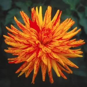 Dahlia Seeds Mix - 40+ Heirloom Flower Seeds, Pollinator Friendly, Open Pollinated - Image 4