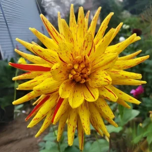 Dahlia Seeds Mix - 40+ Heirloom Flower Seeds, Pollinator Friendly, Open Pollinated - Image 5
