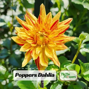 Dahlia Seeds Mix - 40+ Heirloom Flower Seeds, Pollinator Friendly, Open Pollinated - Image 1