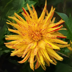 Dahlia Seeds Mix - 40+ Heirloom Flower Seeds, Pollinator Friendly, Open Pollinated - Image 6