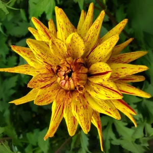 Dahlia Seeds Mix - 40+ Heirloom Flower Seeds, Pollinator Friendly, Open Pollinated - Image 7