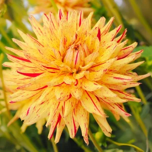 Dahlia Seeds Mix - 40+ Heirloom Flower Seeds, Pollinator Friendly, Open Pollinated - Image 8