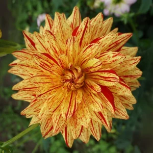 Dahlia Seeds Mix - 40+ Heirloom Flower Seeds, Pollinator Friendly, Open Pollinated - Image 9