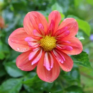 Dahlia Seeds - Open Pollinated Heirloom Flower Mix - 40 Seeds, Non-GMO - Image 10