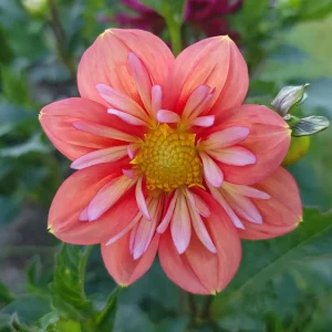 Dahlia Seeds - Open Pollinated Heirloom Flower Mix - 40 Seeds, Non-GMO - Image 11