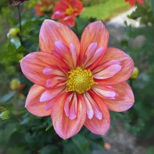 Dahlia Seeds - Open Pollinated Heirloom Flower Mix - 40 Seeds, Non-GMO - Image 12