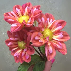 Dahlia Seeds - Open Pollinated Heirloom Flower Mix - 40 Seeds, Non-GMO - Image 13