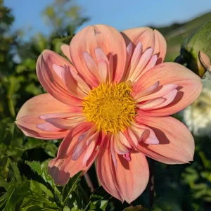 Dahlia Seeds - Open Pollinated Heirloom Flower Mix - 40 Seeds, Non-GMO - Image 14