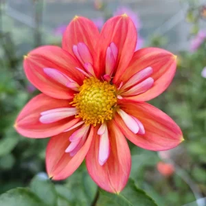 Dahlia Seeds - Open Pollinated Heirloom Flower Mix - 40 Seeds, Non-GMO - Image 15