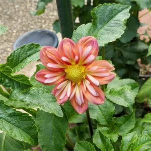 Dahlia Seeds - Open Pollinated Heirloom Flower Mix - 40 Seeds, Non-GMO - Image 18