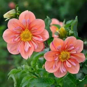 Dahlia Seeds - Open Pollinated Heirloom Flower Mix - 40 Seeds, Non-GMO - Image 19
