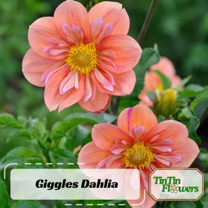 Dahlia Seeds - Open Pollinated Heirloom Flower Mix - 40 Seeds, Non-GMO - Image 2
