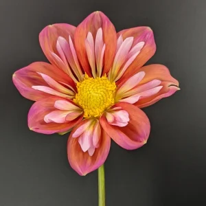 Dahlia Seeds - Open Pollinated Heirloom Flower Mix - 40 Seeds, Non-GMO - Image 20