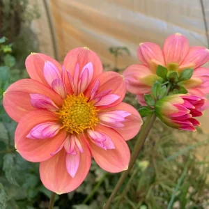 Dahlia Seeds - Open Pollinated Heirloom Flower Mix - 40 Seeds, Non-GMO - Image 3