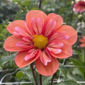 Dahlia Seeds - Open Pollinated Heirloom Flower Mix - 40 Seeds, Non-GMO - Image 4