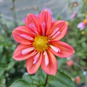 Dahlia Seeds - Open Pollinated Heirloom Flower Mix - 40 Seeds, Non-GMO - Image 5
