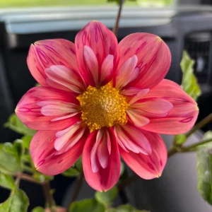 Dahlia Seeds - Open Pollinated Heirloom Flower Mix - 40 Seeds, Non-GMO - Image 6