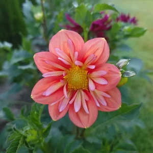 Dahlia Seeds - Open Pollinated Heirloom Flower Mix - 40 Seeds, Non-GMO - Image 7