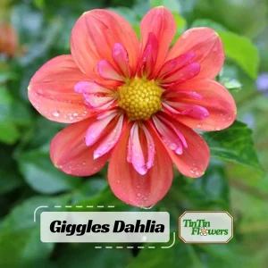 Dahlia Seeds - Open Pollinated Heirloom Flower Mix - 40 Seeds, Non-GMO - Image 1