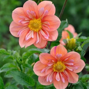 Dahlia Seeds - Open Pollinated Heirloom Flower Mix - 40 Seeds, Non-GMO - Image 8