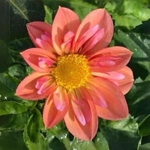 Dahlia Seeds - Open Pollinated Heirloom Flower Mix - 40 Seeds, Non-GMO - Image 9