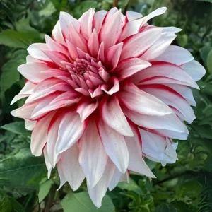 Dahlia Seeds - Pollinator Friendly Heirloom Flower Seeds Mix - 40 Seeds - Image 10