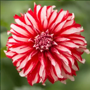 Dahlia Seeds - Pollinator Friendly Heirloom Flower Seeds Mix - 40 Seeds - Image 11