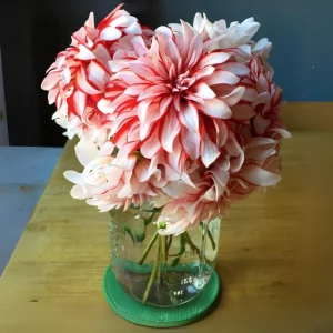 Dahlia Seeds - Pollinator Friendly Heirloom Flower Seeds Mix - 40 Seeds - Image 12