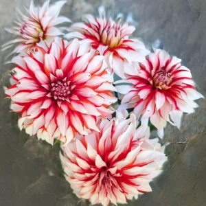 Dahlia Seeds - Pollinator Friendly Heirloom Flower Seeds Mix - 40 Seeds - Image 13