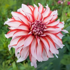 Dahlia Seeds - Pollinator Friendly Heirloom Flower Seeds Mix - 40 Seeds - Image 14