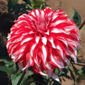 Dahlia Seeds - Pollinator Friendly Heirloom Flower Seeds Mix - 40 Seeds - Image 15