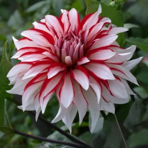 Dahlia Seeds - Pollinator Friendly Heirloom Flower Seeds Mix - 40 Seeds - Image 16