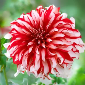 Dahlia Seeds - Pollinator Friendly Heirloom Flower Seeds Mix - 40 Seeds - Image 17