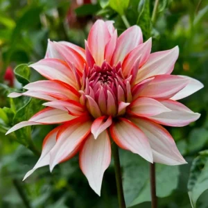 Dahlia Seeds - Pollinator Friendly Heirloom Flower Seeds Mix - 40 Seeds - Image 18