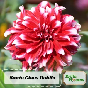 Dahlia Seeds - Pollinator Friendly Heirloom Flower Seeds Mix - 40 Seeds - Image 2